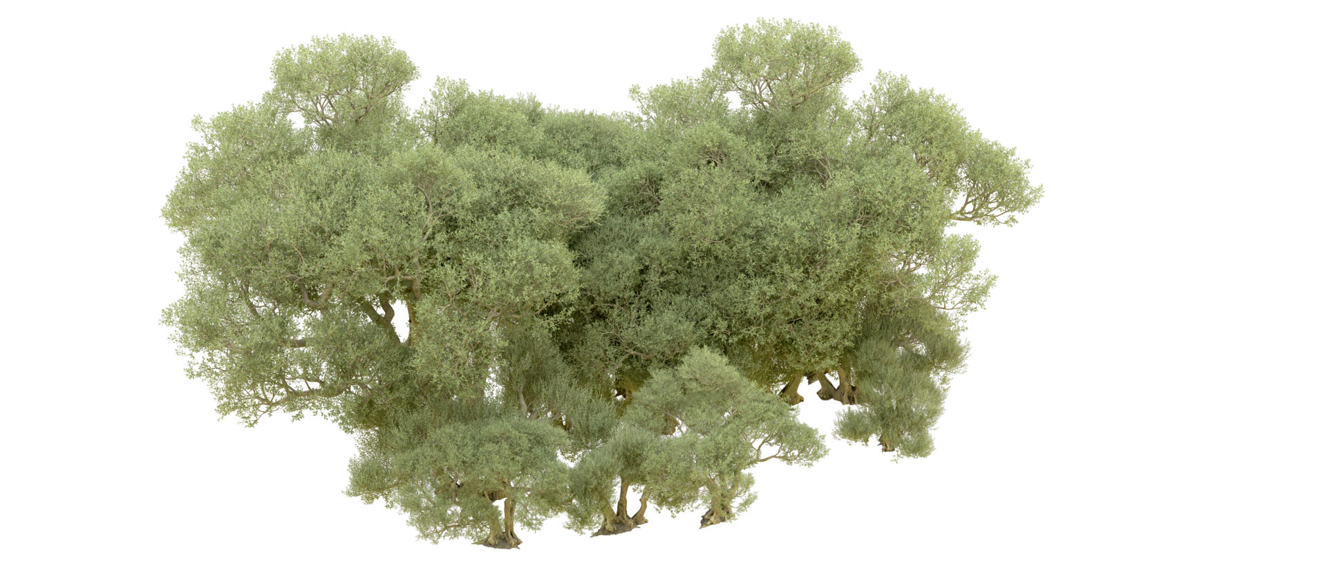 Green forest isolated on background. 3d rendering - illustration png