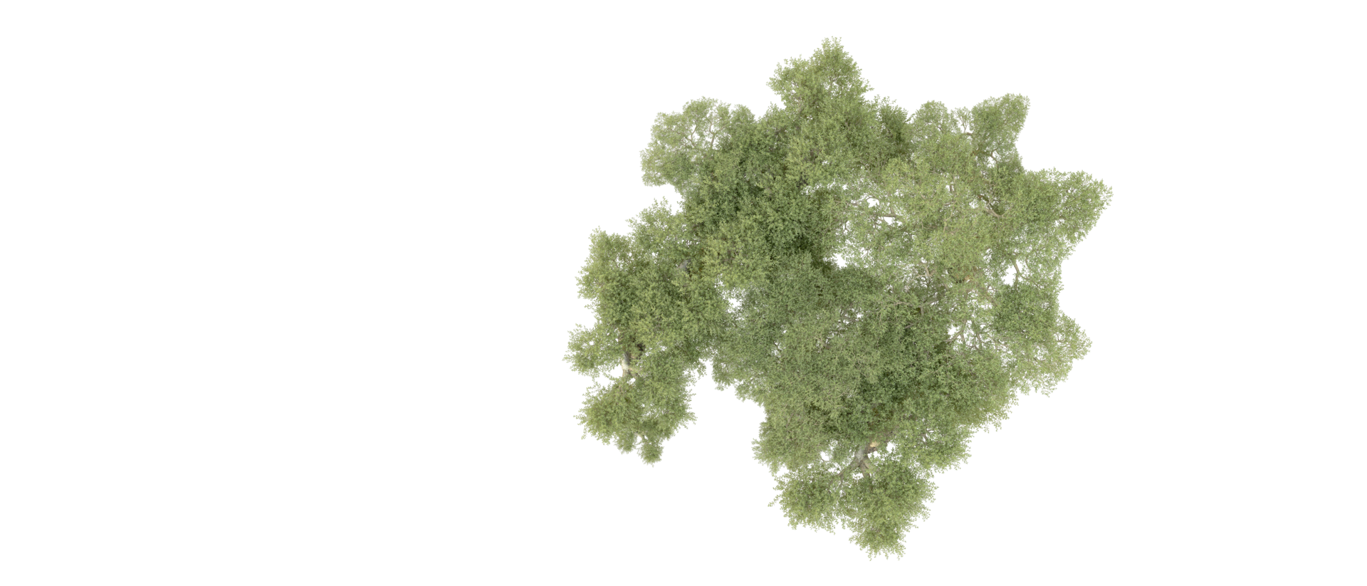 Green forest isolated on background. 3d rendering - illustration png