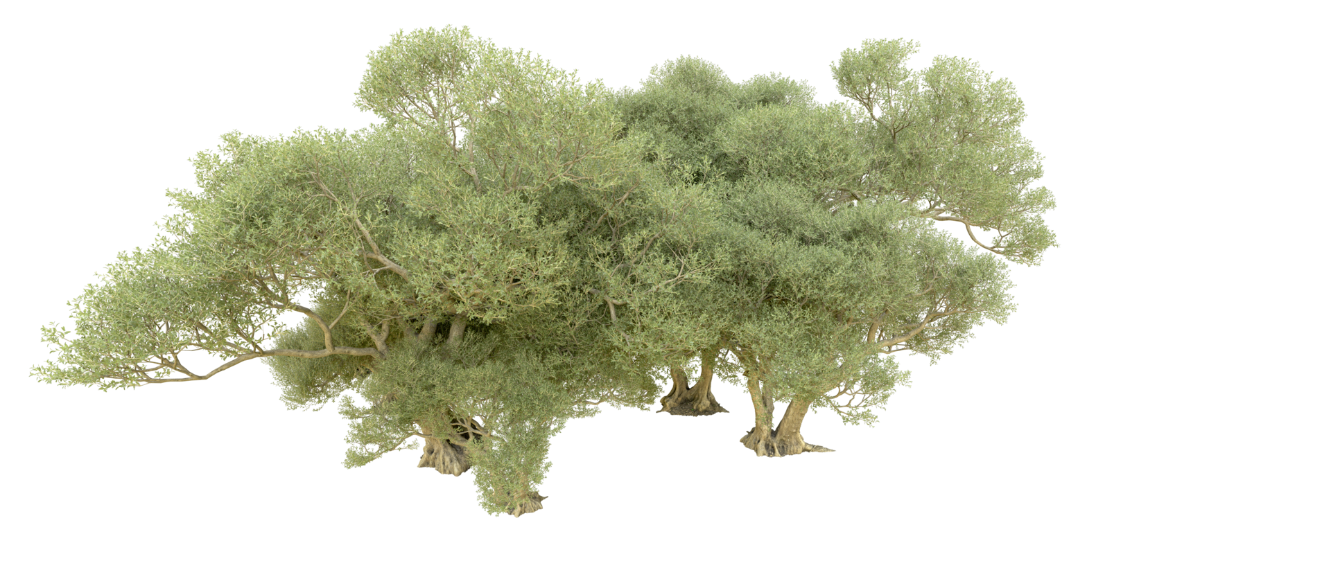 Green forest isolated on background. 3d rendering - illustration png