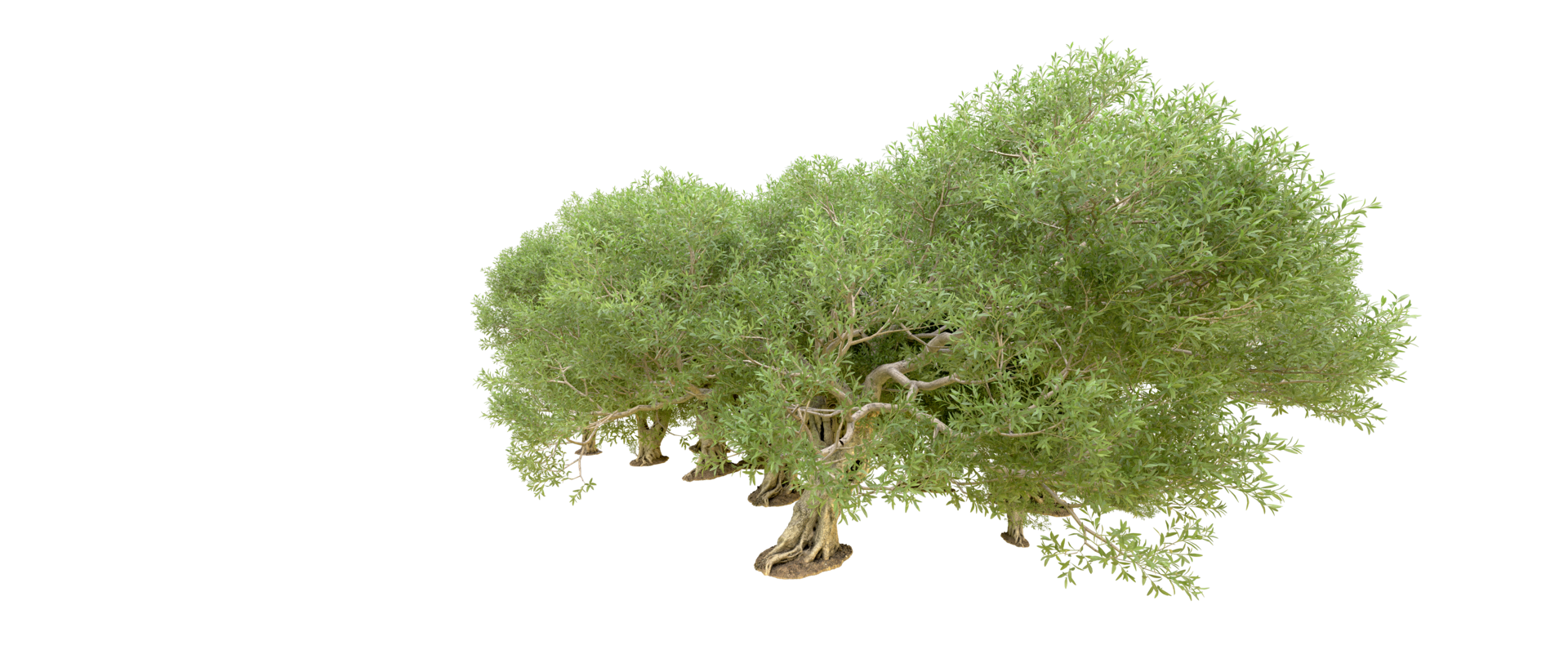 Green forest isolated on background. 3d rendering - illustration png
