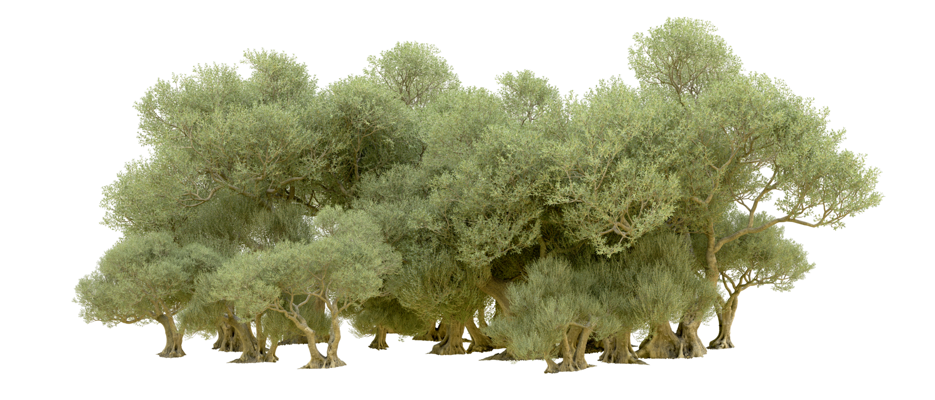 Green forest isolated on background. 3d rendering - illustration png