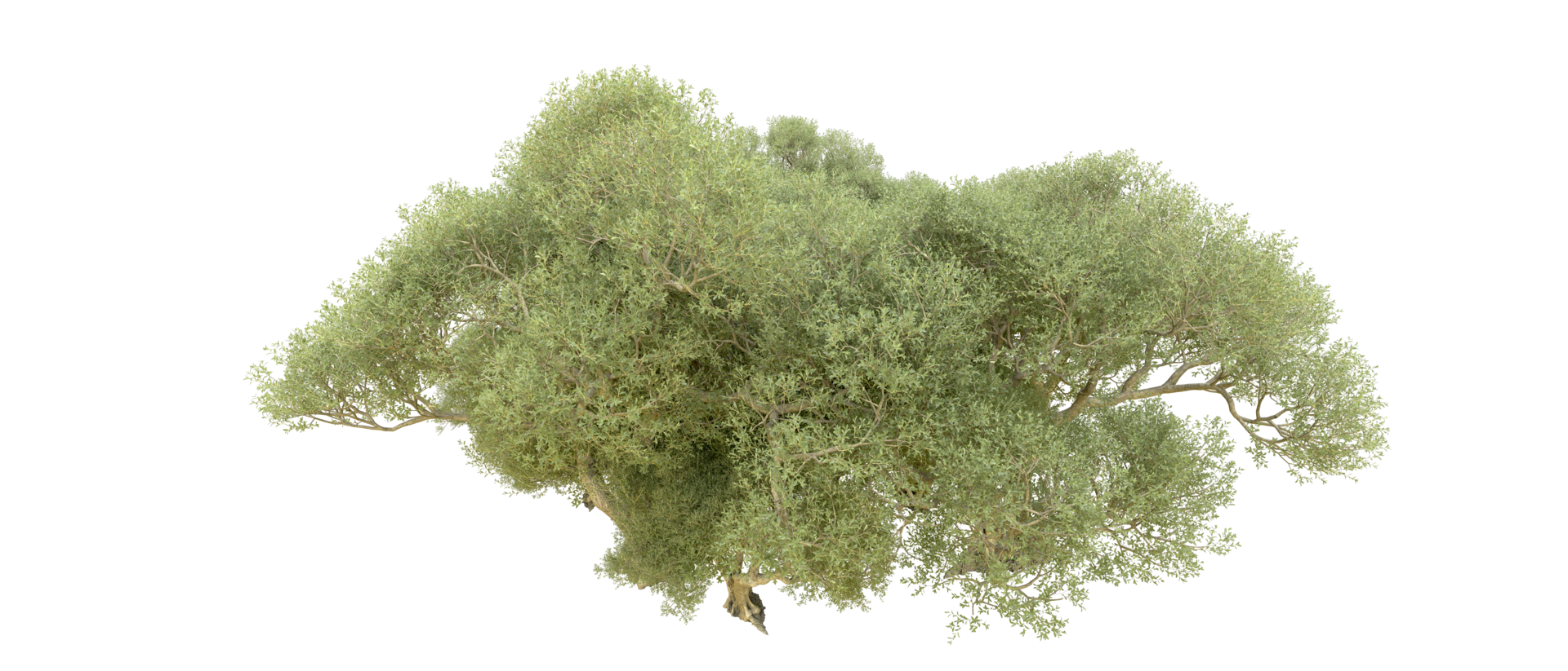 Green forest isolated on background. 3d rendering - illustration png