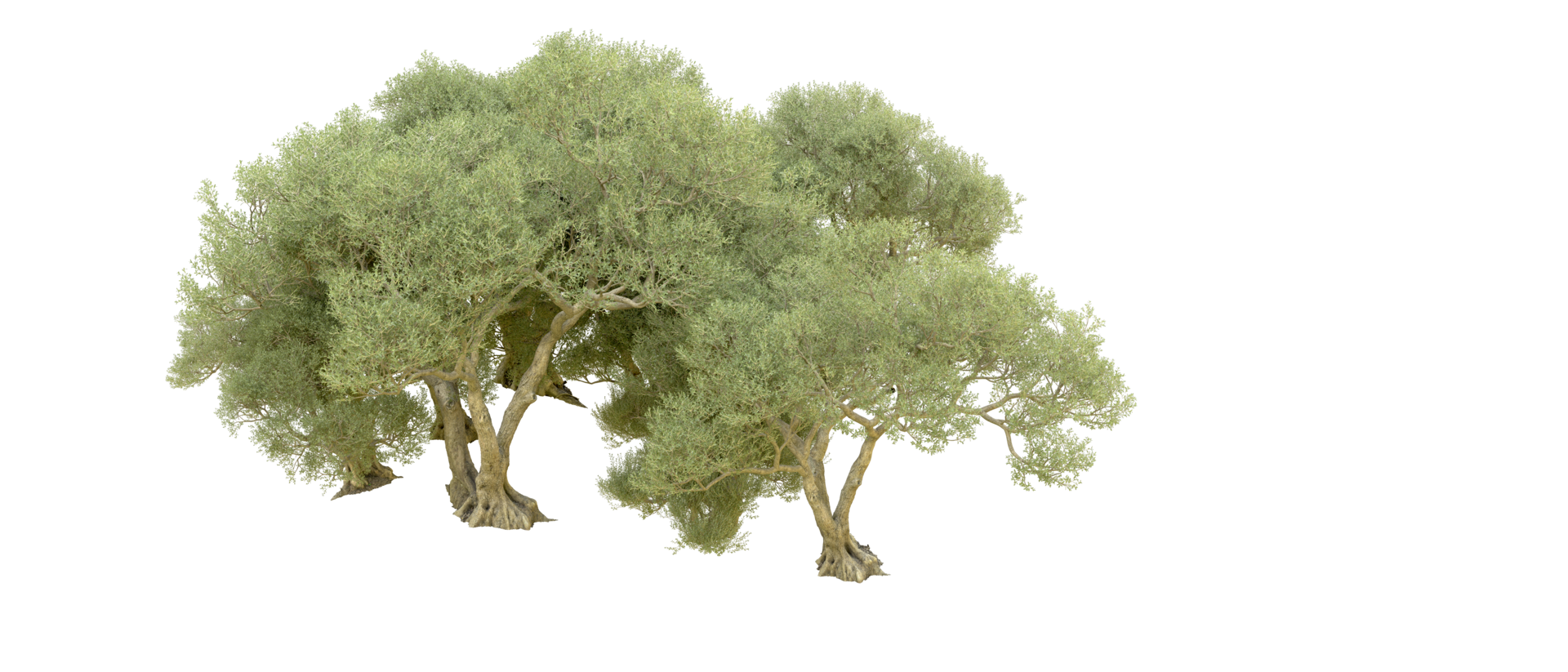 Green forest isolated on background. 3d rendering - illustration png