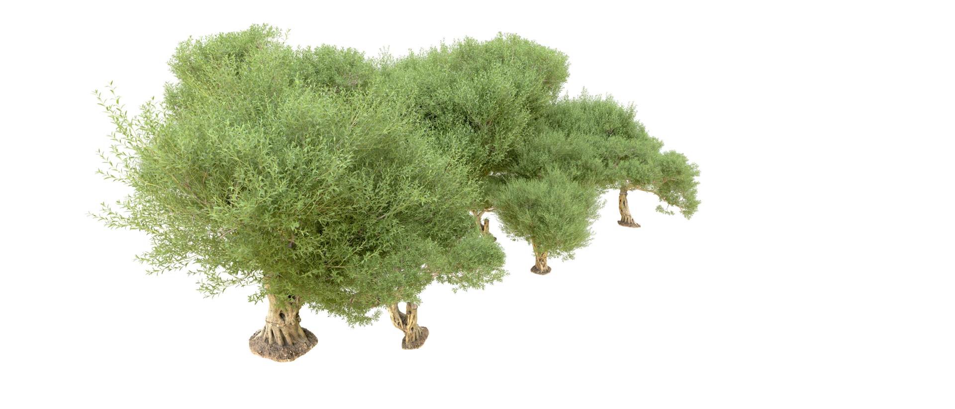 groen Woud geïsoleerd Aan achtergrond. 3d renderen - illustratie png