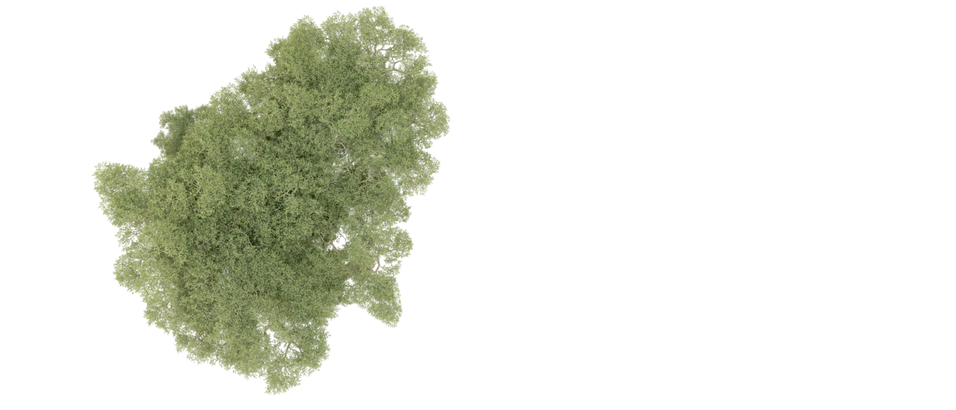 Green forest isolated on background. 3d rendering - illustration png