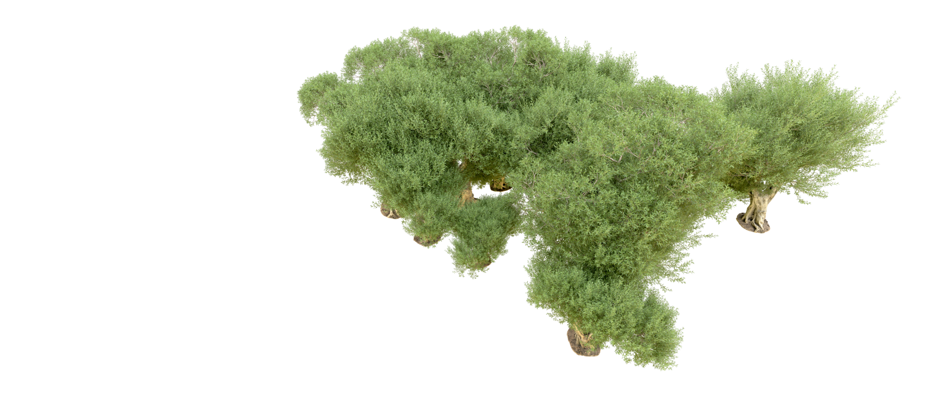 verde foresta isolato su sfondo. 3d interpretazione - illustrazione png