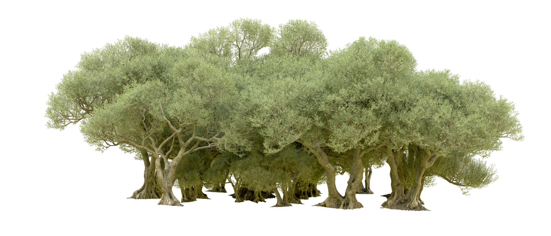 Green forest isolated on background. 3d rendering - illustration png