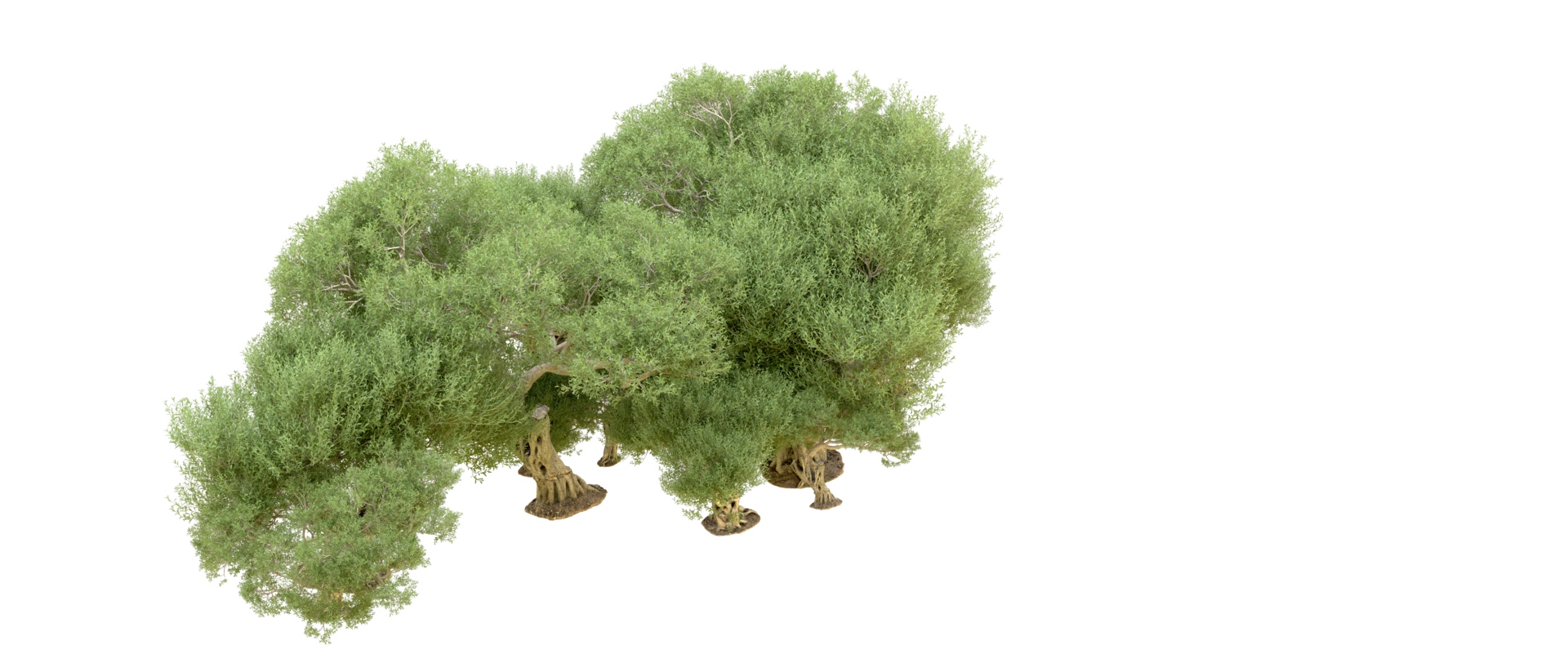 groen Woud geïsoleerd Aan achtergrond. 3d renderen - illustratie png