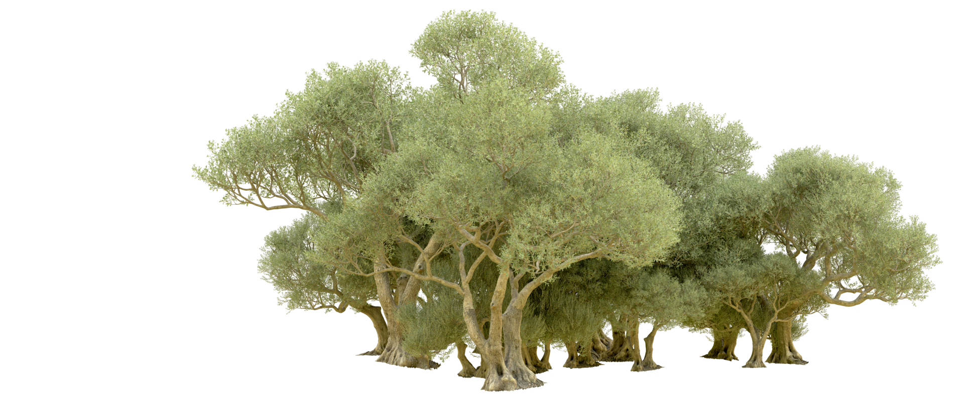 Green forest isolated on background. 3d rendering - illustration png
