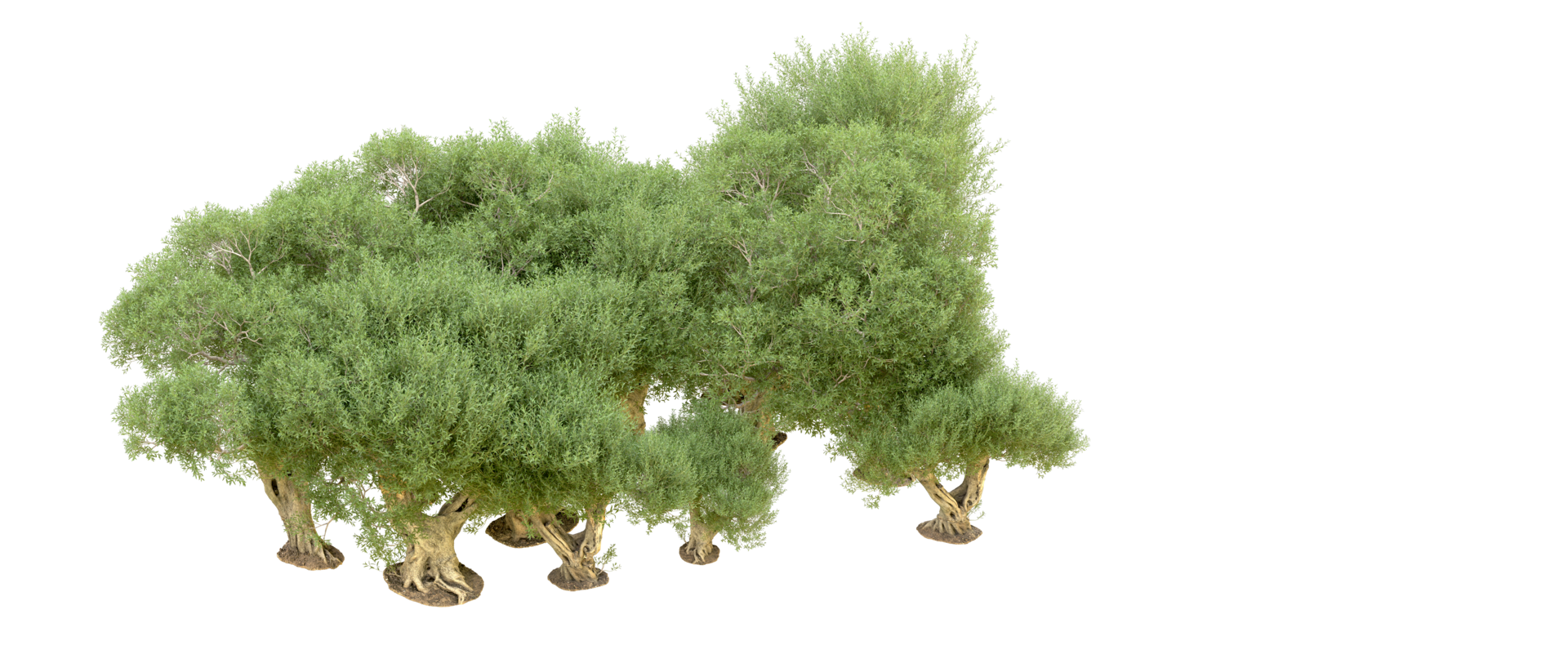 Green forest isolated on background. 3d rendering - illustration png