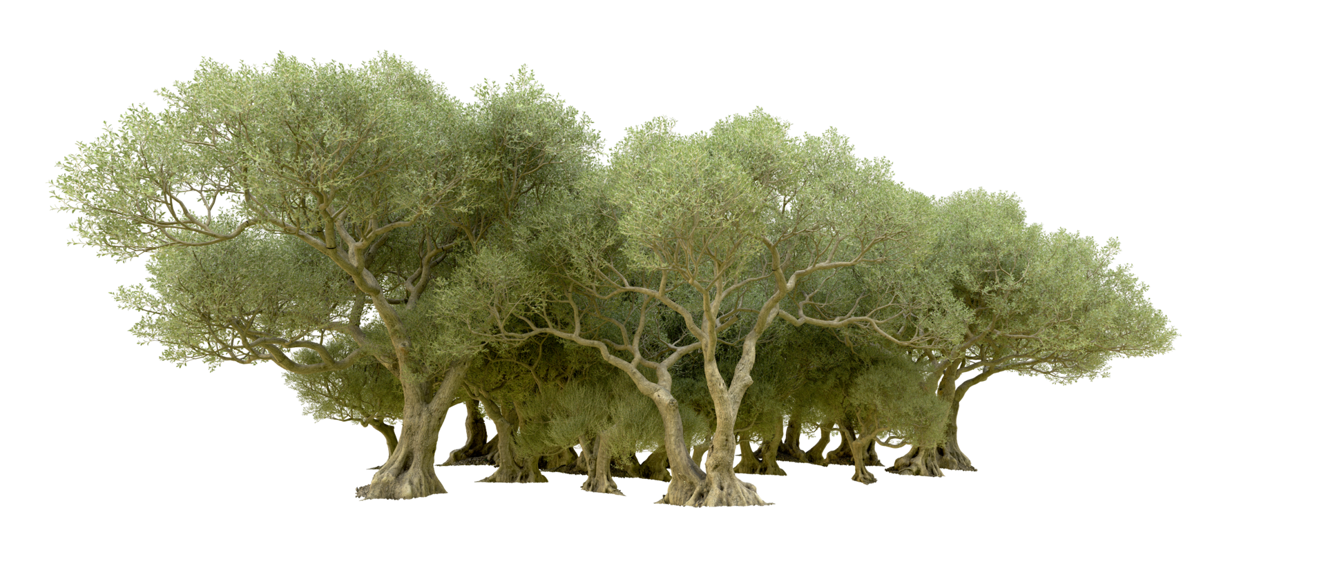 Green forest isolated on background. 3d rendering - illustration png