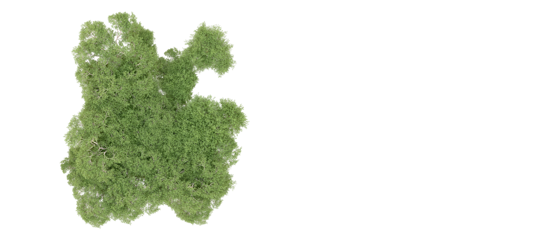 Green forest isolated on background. 3d rendering - illustration png