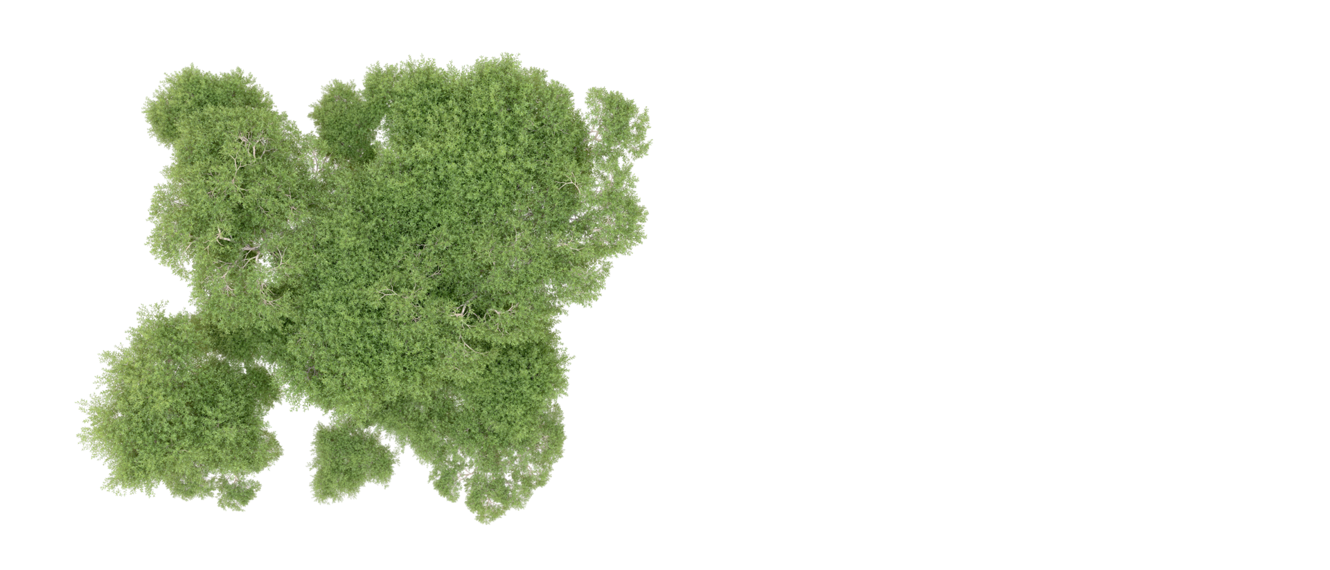 Green forest isolated on background. 3d rendering - illustration png