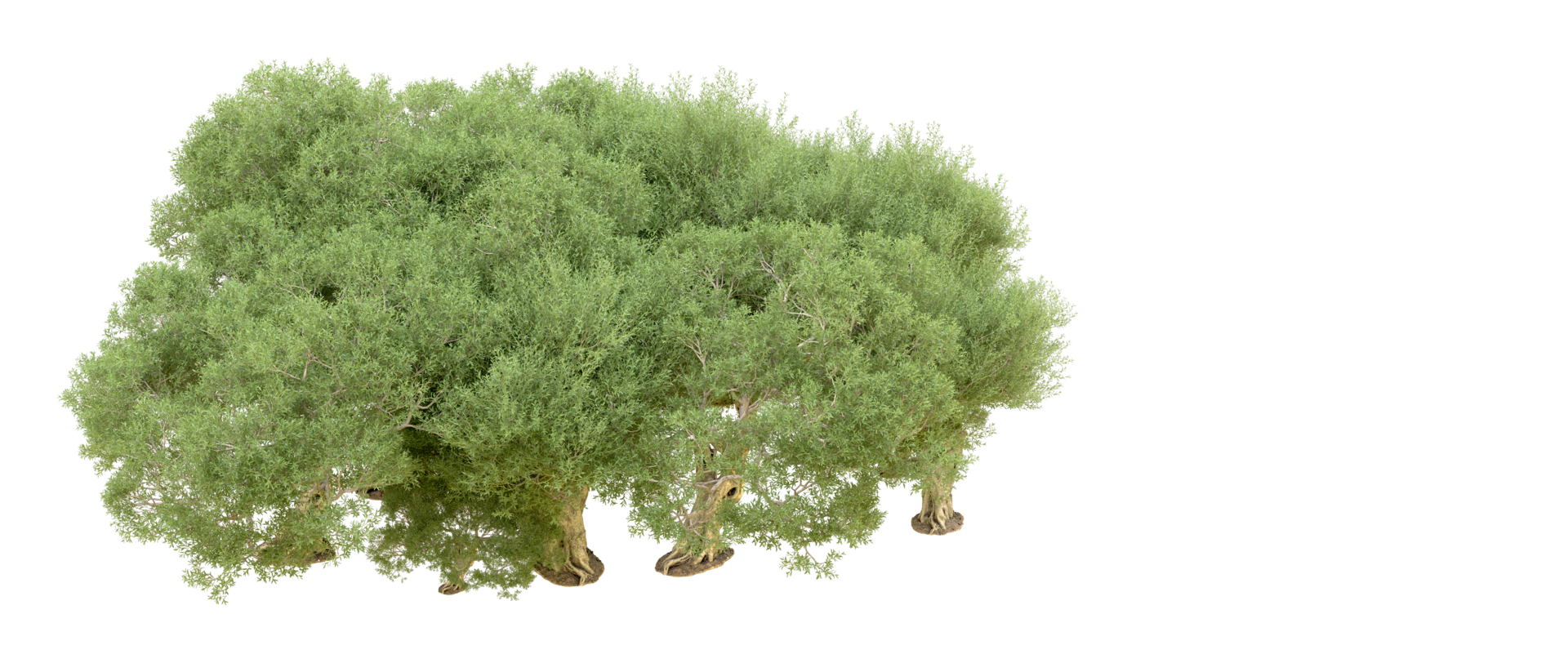 verde foresta isolato su sfondo. 3d interpretazione - illustrazione png