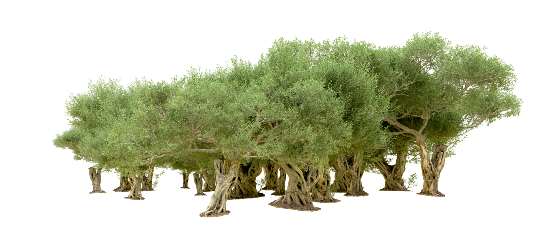Green forest isolated on background. 3d rendering - illustration png