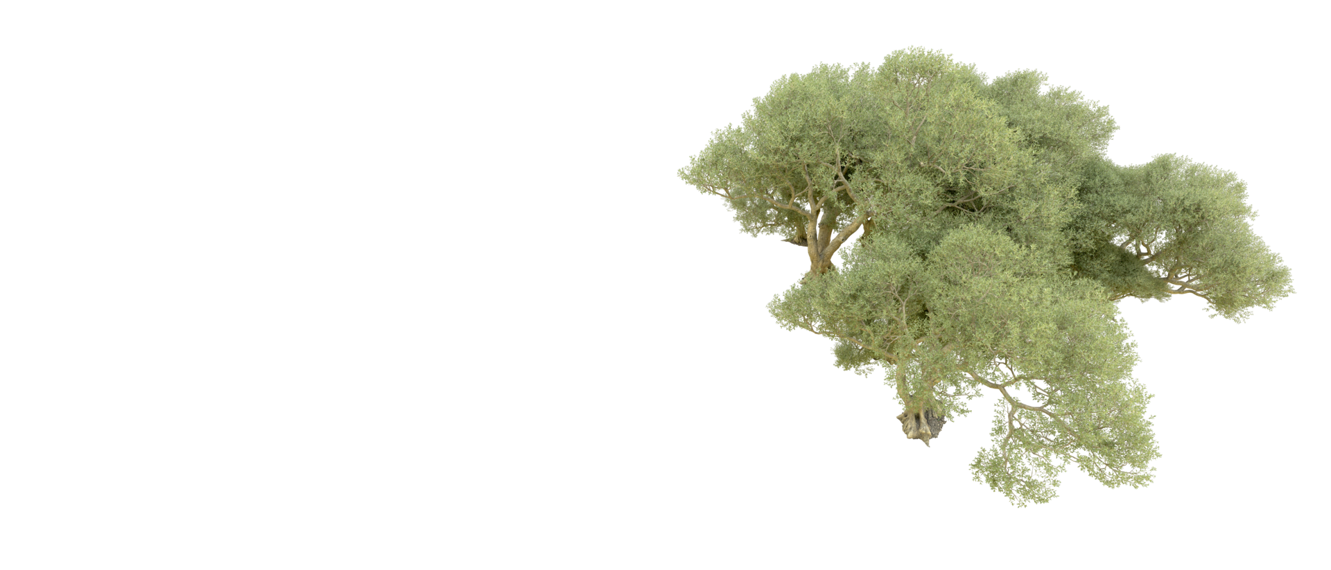 Green forest isolated on background. 3d rendering - illustration png
