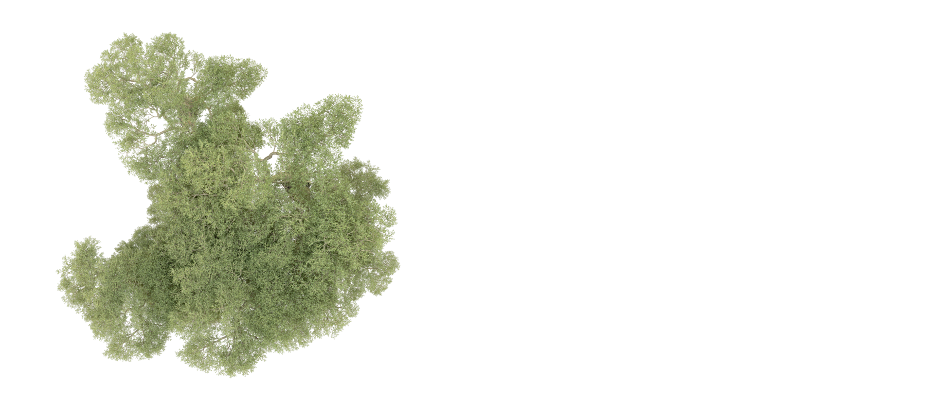 Green forest isolated on background. 3d rendering - illustration png