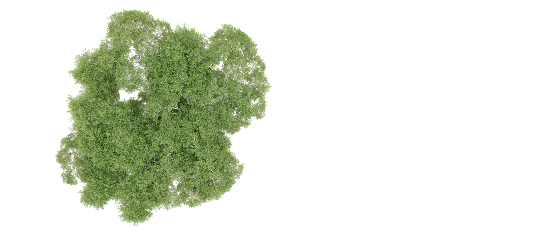 Green forest isolated on background. 3d rendering - illustration png