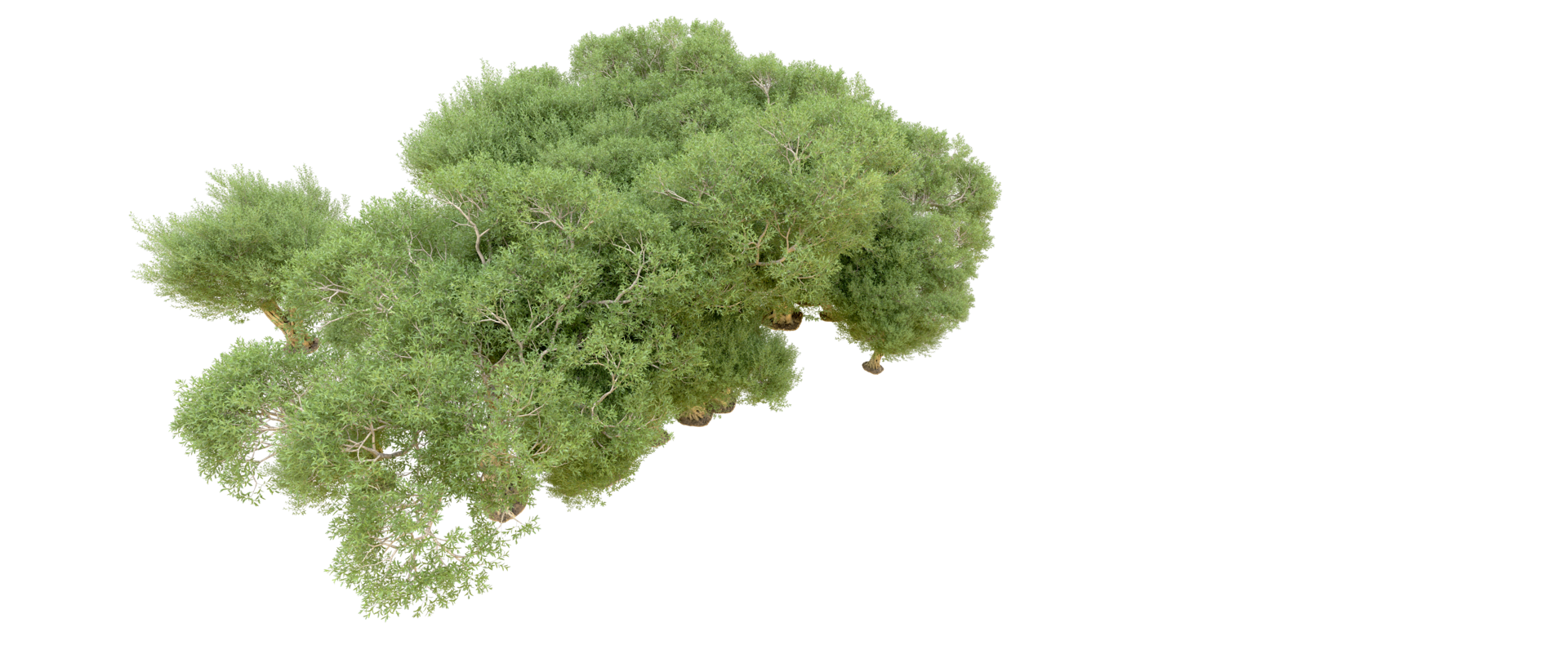 Green forest isolated on background. 3d rendering - illustration png