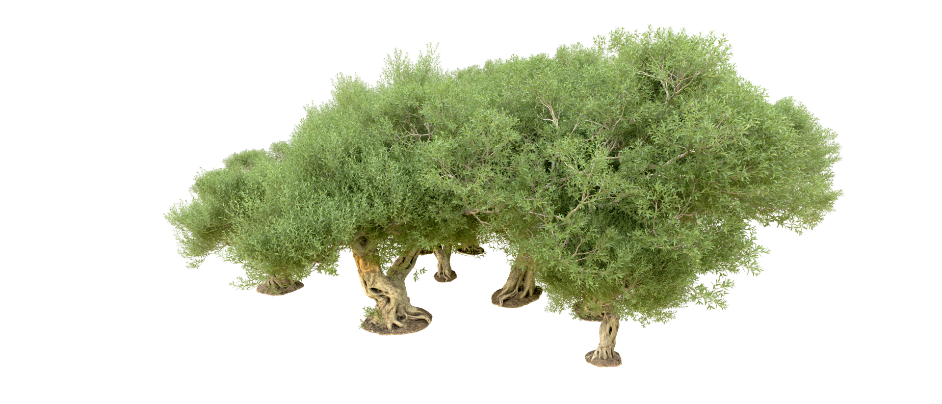 Green forest isolated on background. 3d rendering - illustration png