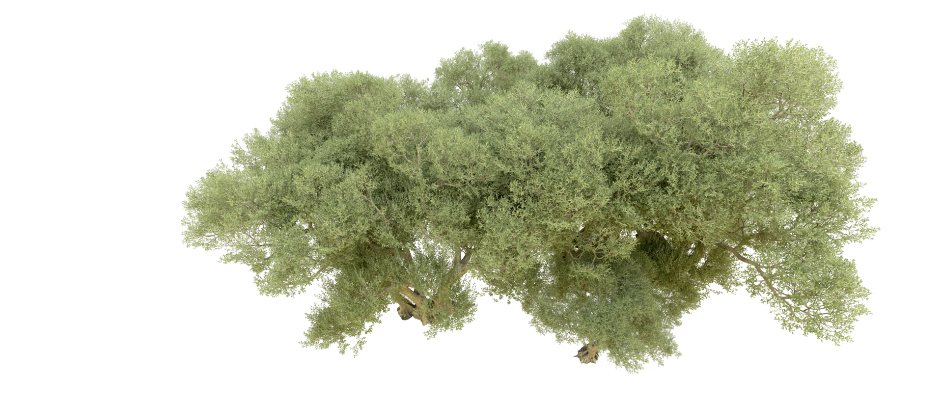 Green forest isolated on background. 3d rendering - illustration png