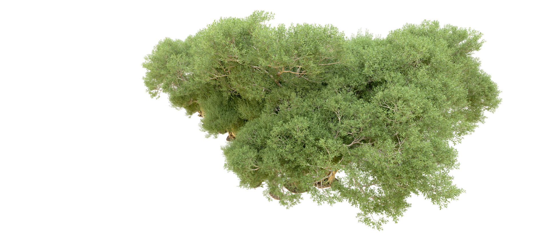 Green forest isolated on background. 3d rendering - illustration png