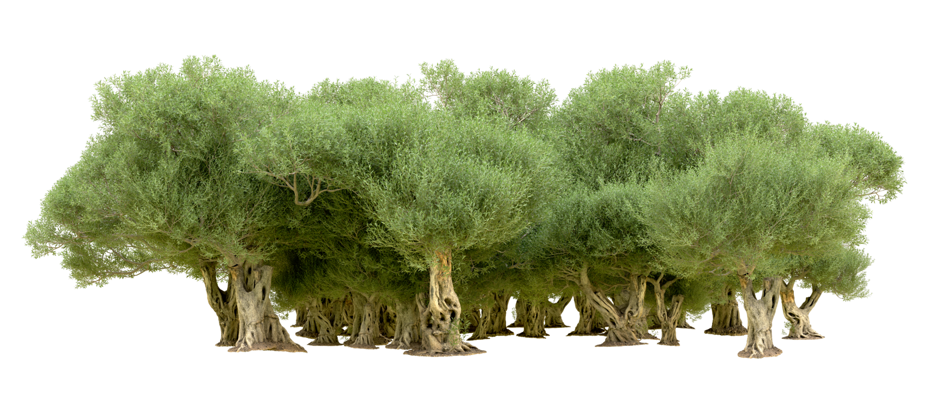 Green forest isolated on background. 3d rendering - illustration png
