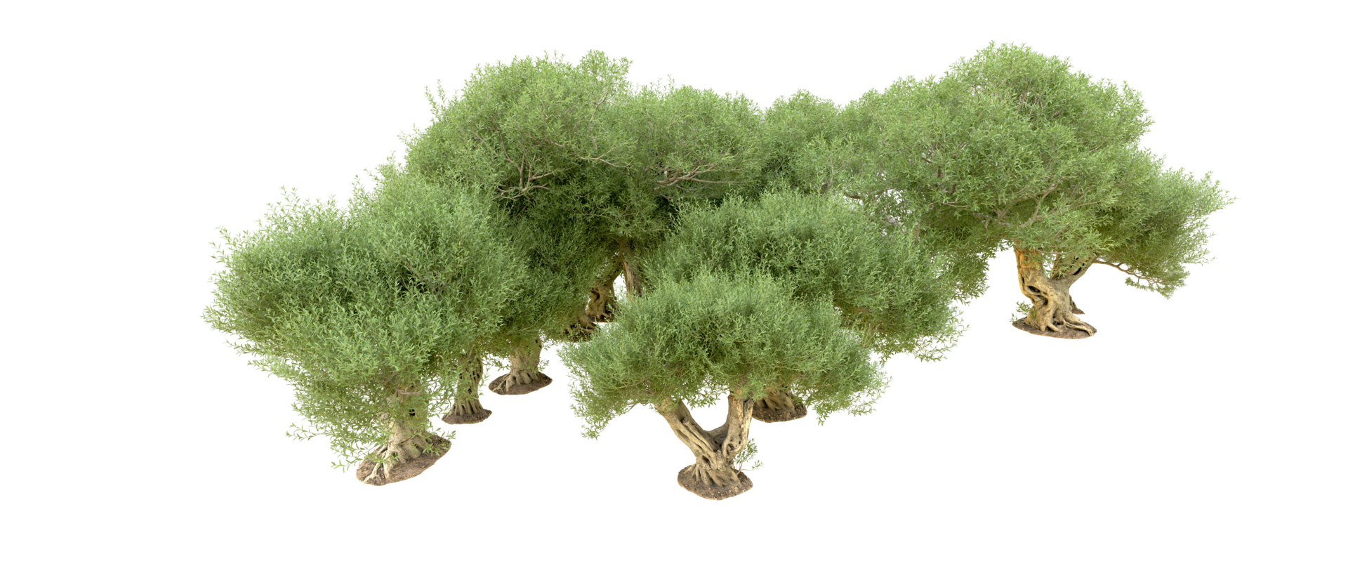 Green forest isolated on background. 3d rendering - illustration png