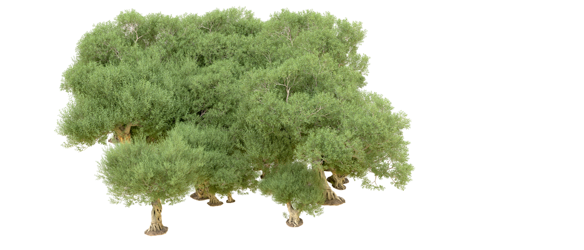 verde floresta isolado em fundo. 3d Renderização - ilustração png