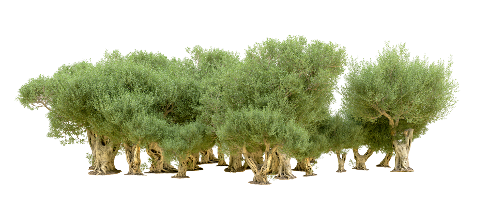 Green forest isolated on background. 3d rendering - illustration png