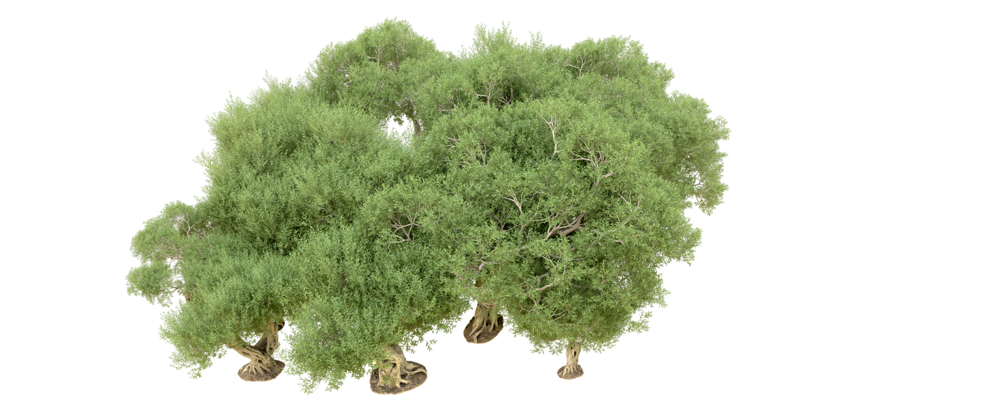 verde foresta isolato su sfondo. 3d interpretazione - illustrazione png