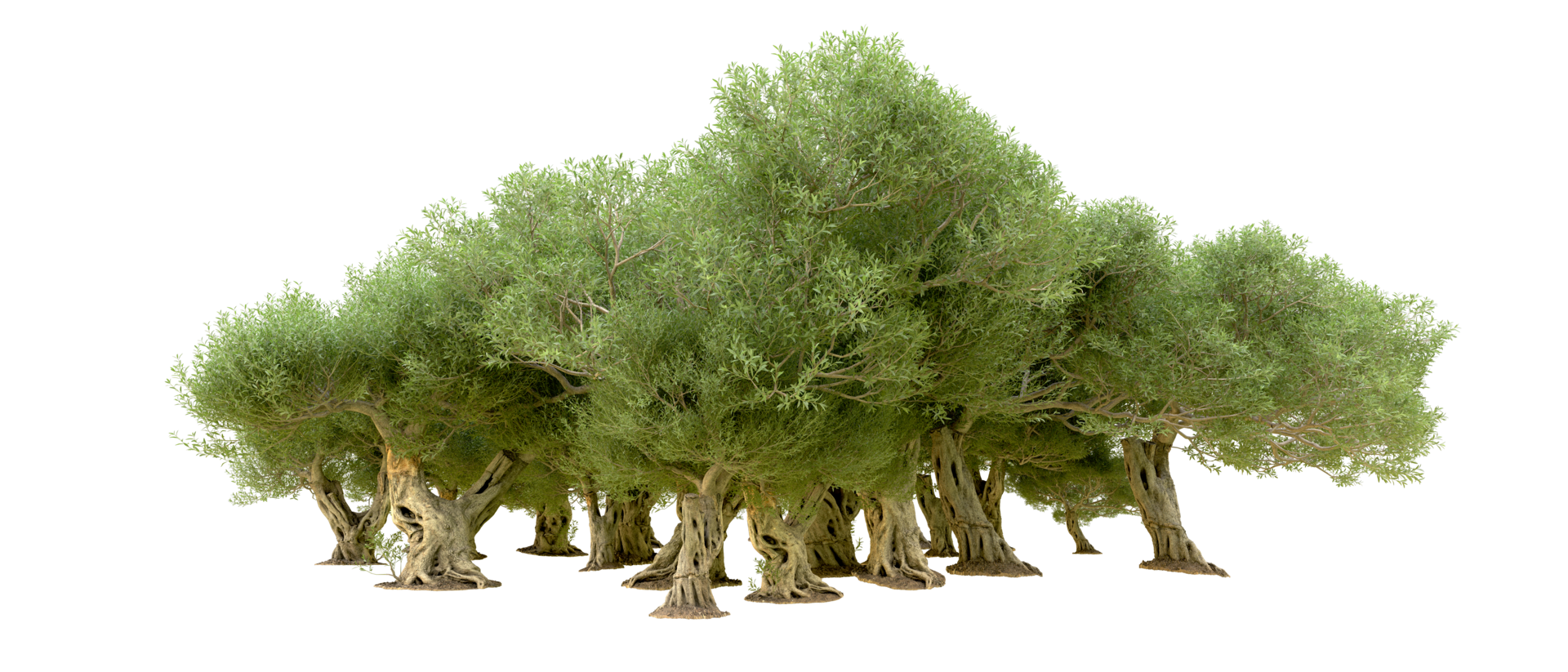 Green forest isolated on background. 3d rendering - illustration png