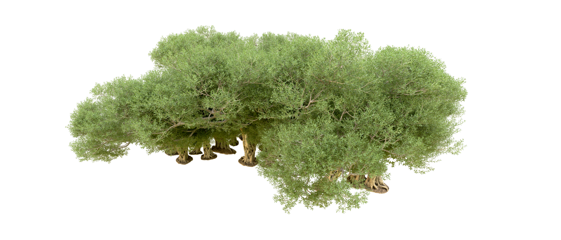 groen Woud geïsoleerd Aan achtergrond. 3d renderen - illustratie png