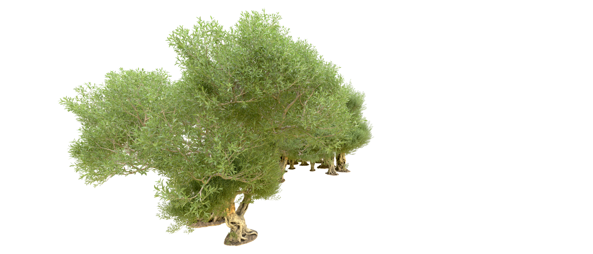 Green forest isolated on background. 3d rendering - illustration png