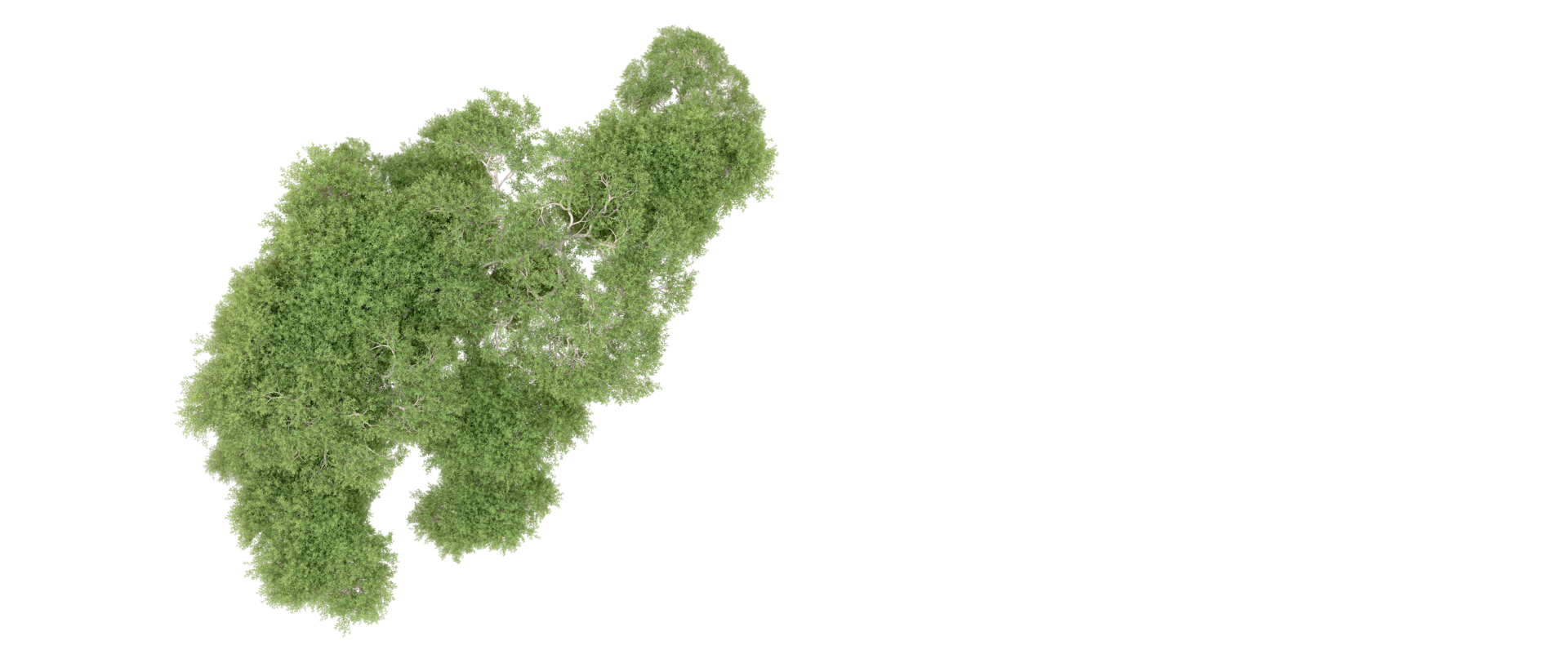 verde foresta isolato su sfondo. 3d interpretazione - illustrazione png