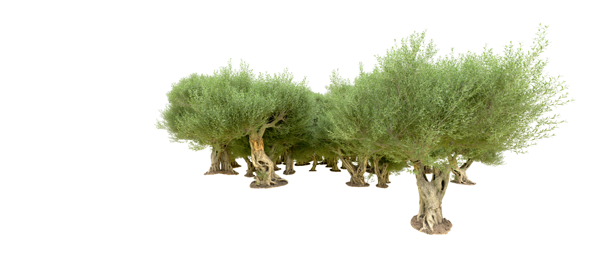 Green forest isolated on background. 3d rendering - illustration png