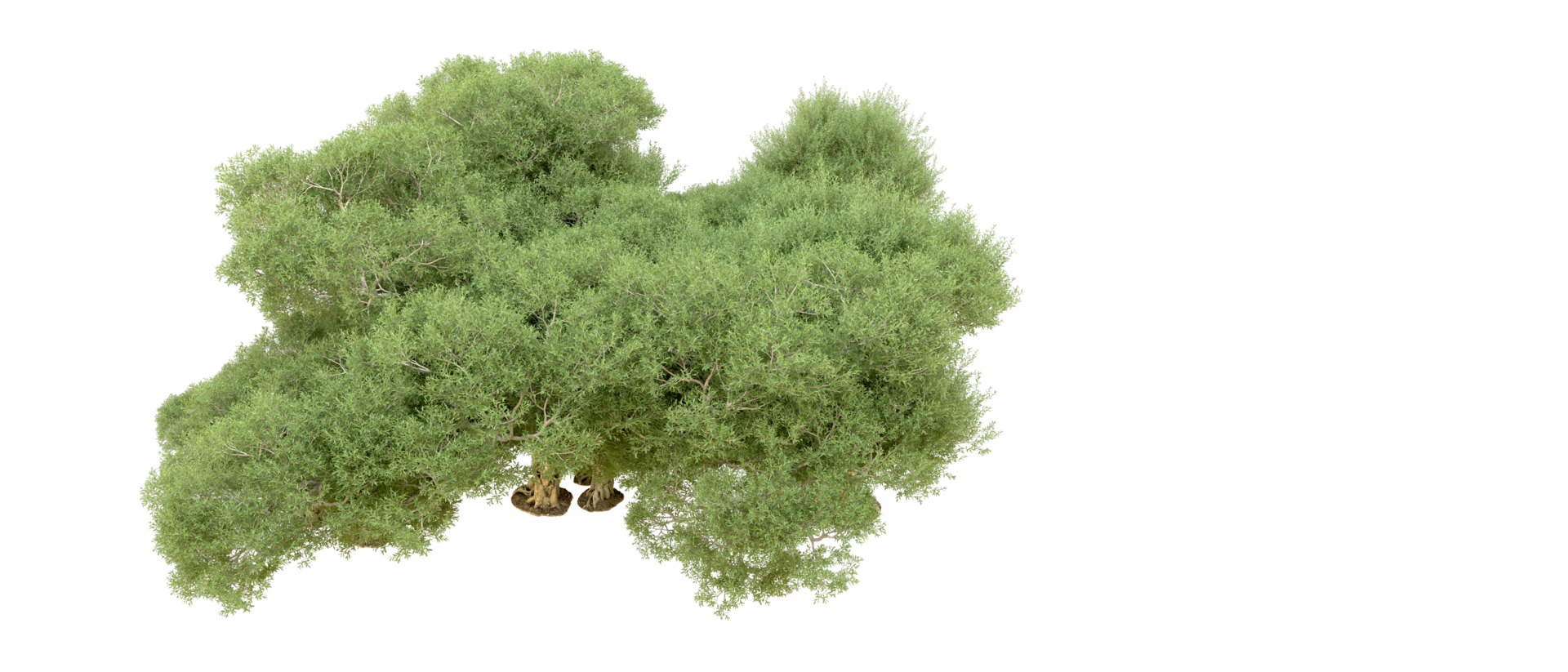 verde foresta isolato su sfondo. 3d interpretazione - illustrazione png