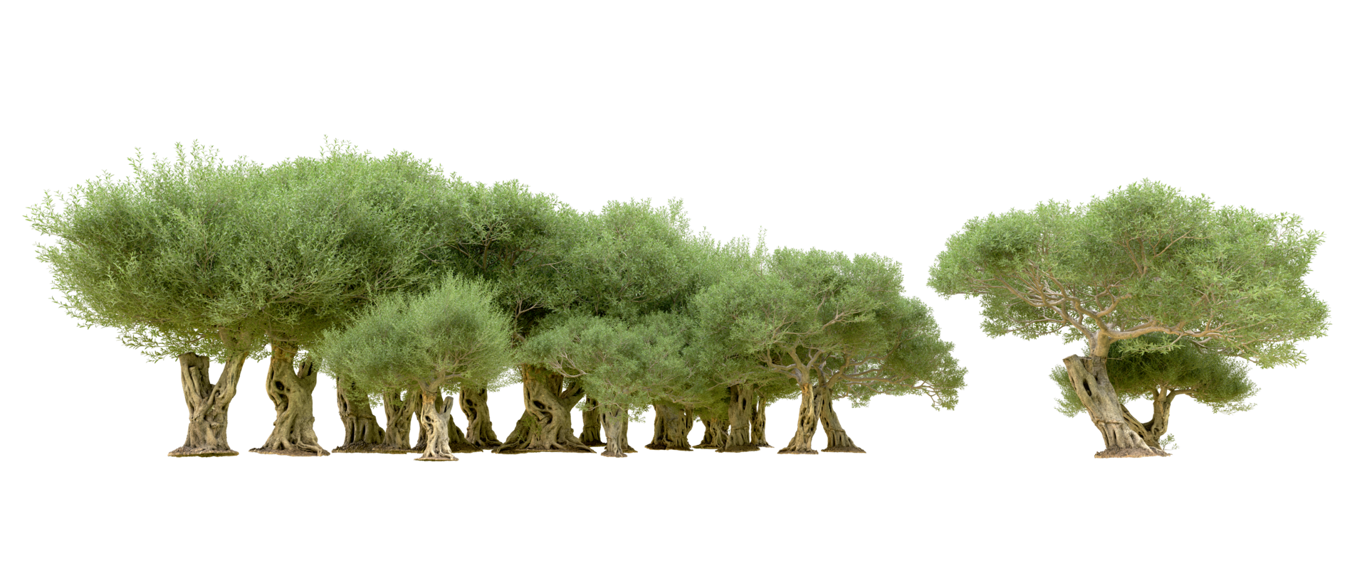 Green forest isolated on background. 3d rendering - illustration png