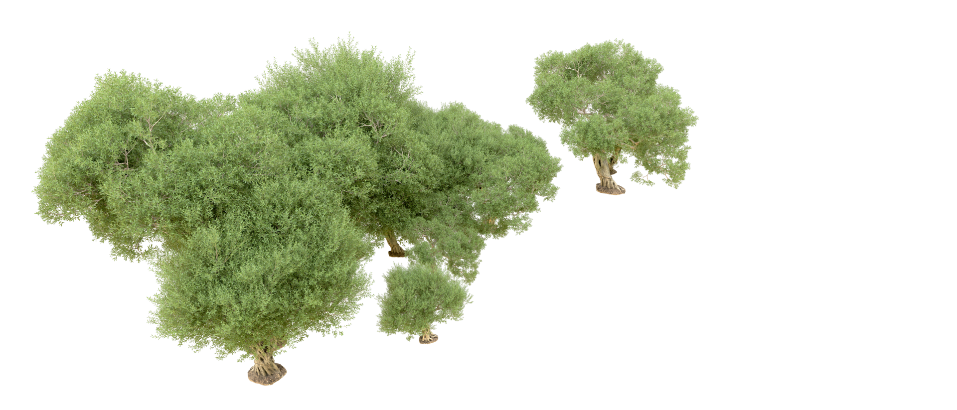 Green forest isolated on background. 3d rendering - illustration png