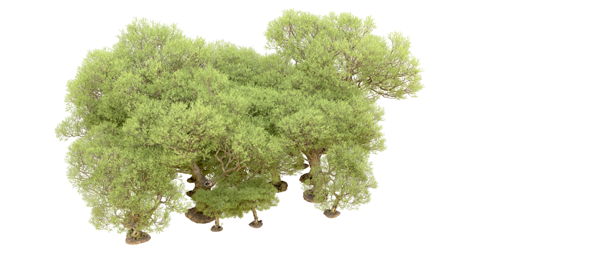 Green forest isolated on background. 3d rendering - illustration png