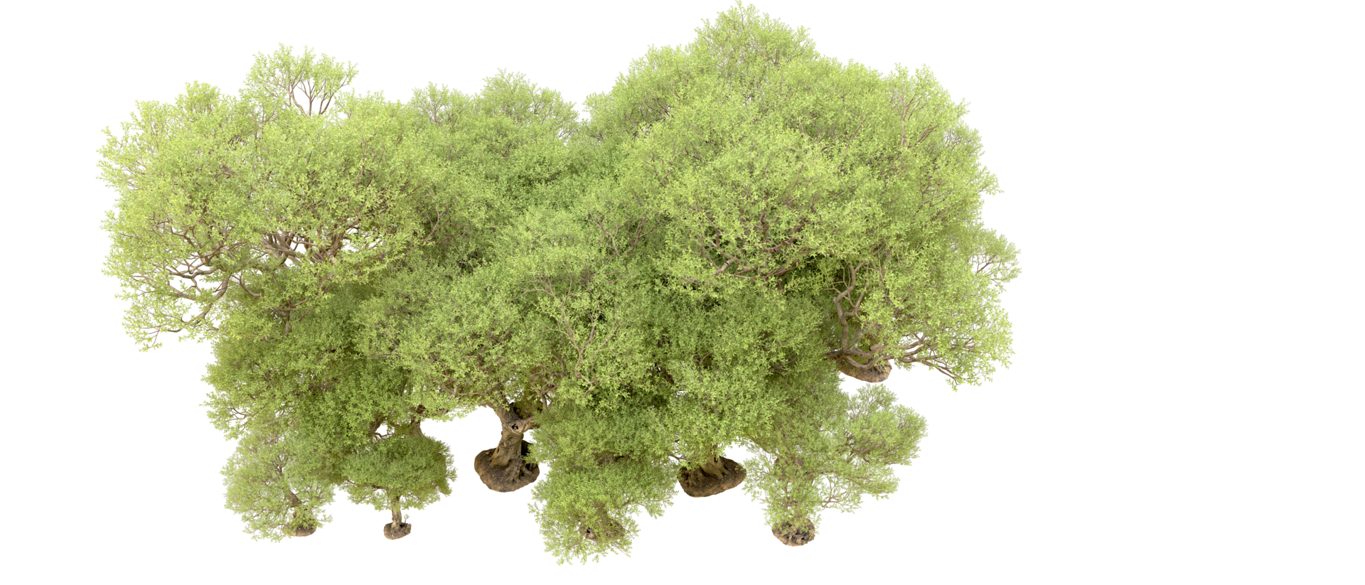Green forest isolated on background. 3d rendering - illustration png
