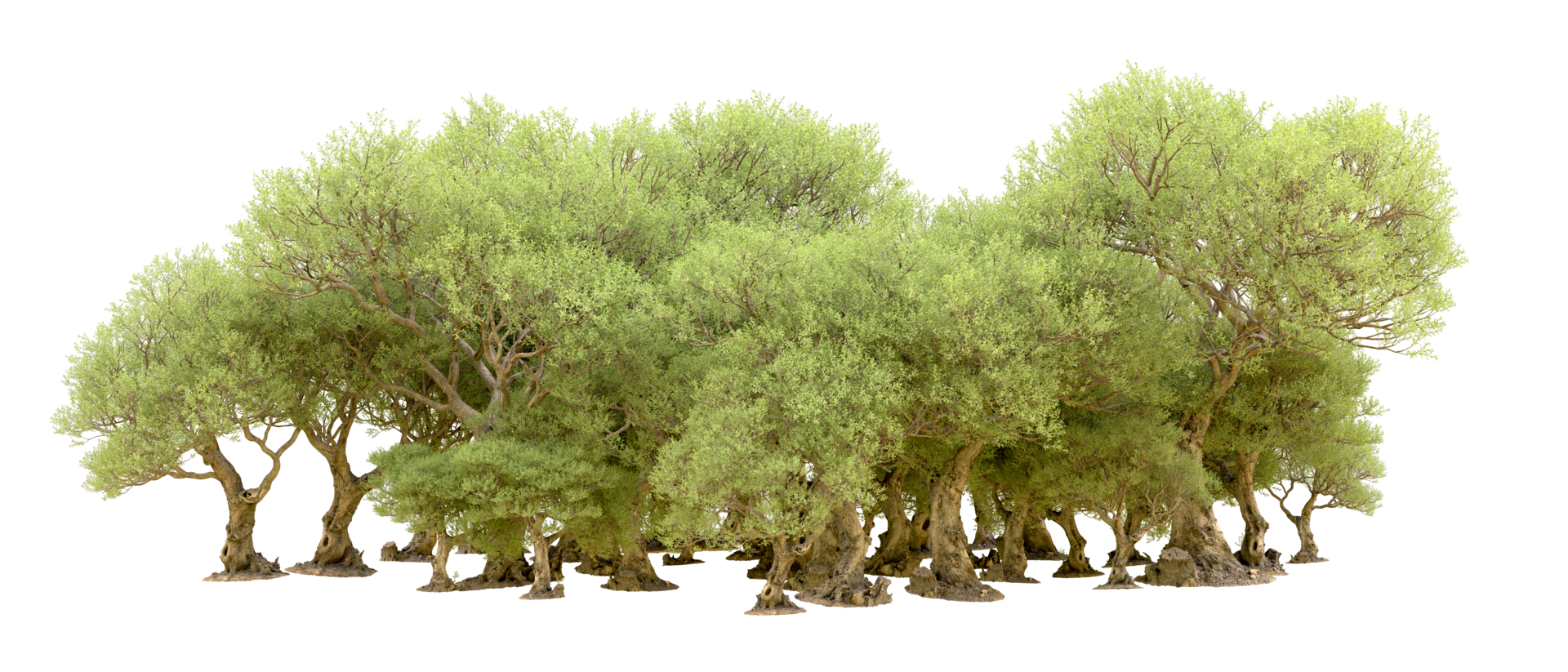 Green forest isolated on background. 3d rendering - illustration png