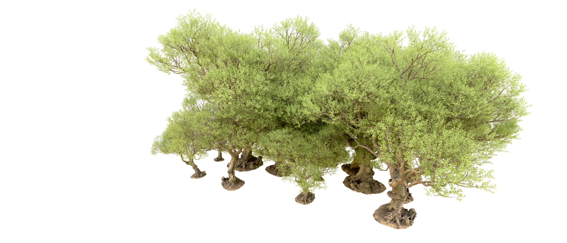 Green forest isolated on background. 3d rendering - illustration png