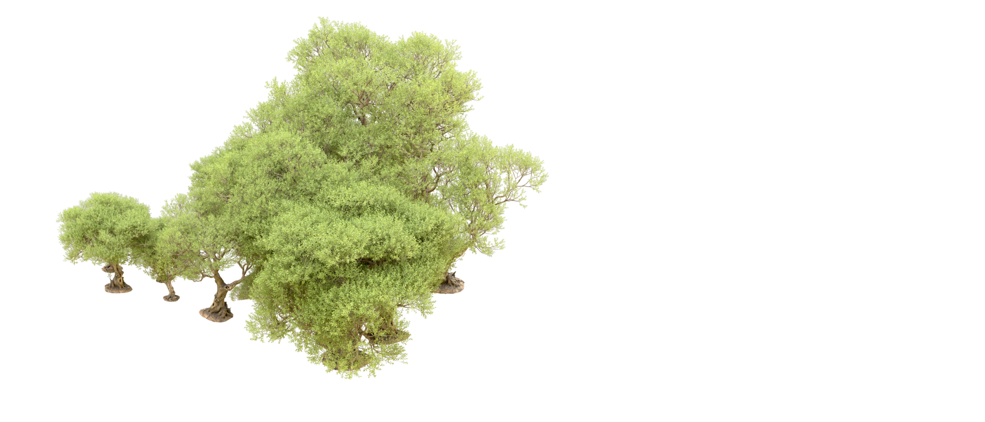 Green forest isolated on background. 3d rendering - illustration png