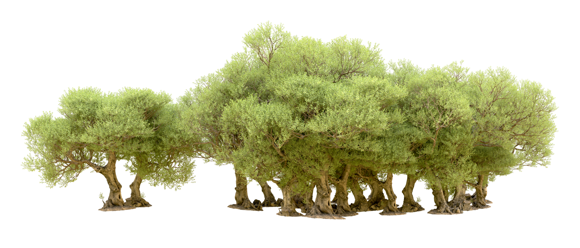 verde foresta isolato su sfondo. 3d interpretazione - illustrazione png