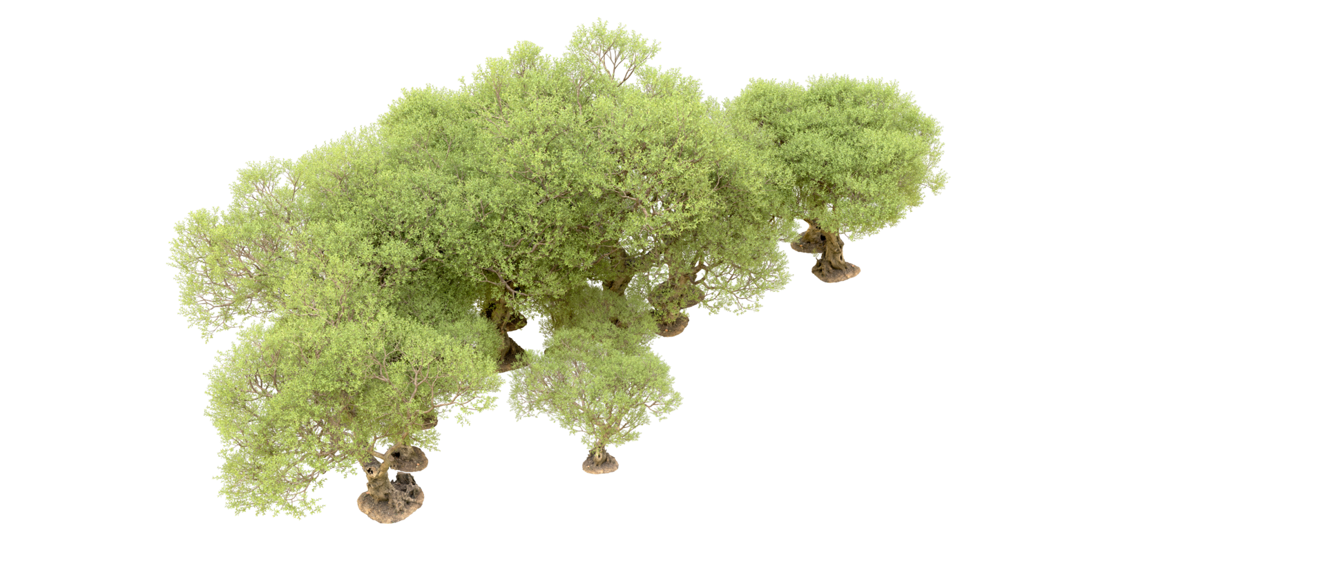 Green forest isolated on background. 3d rendering - illustration png