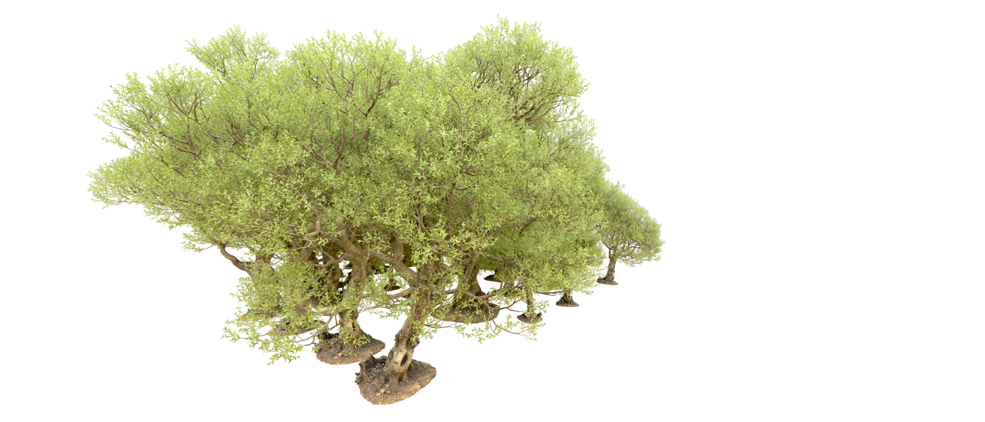 Green forest isolated on background. 3d rendering - illustration png