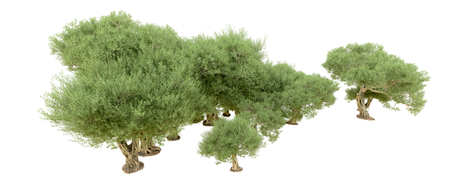 Green forest isolated on background. 3d rendering - illustration png