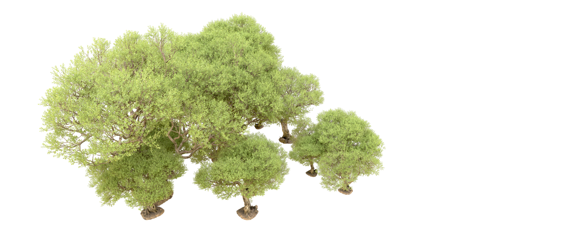 Green forest isolated on background. 3d rendering - illustration png