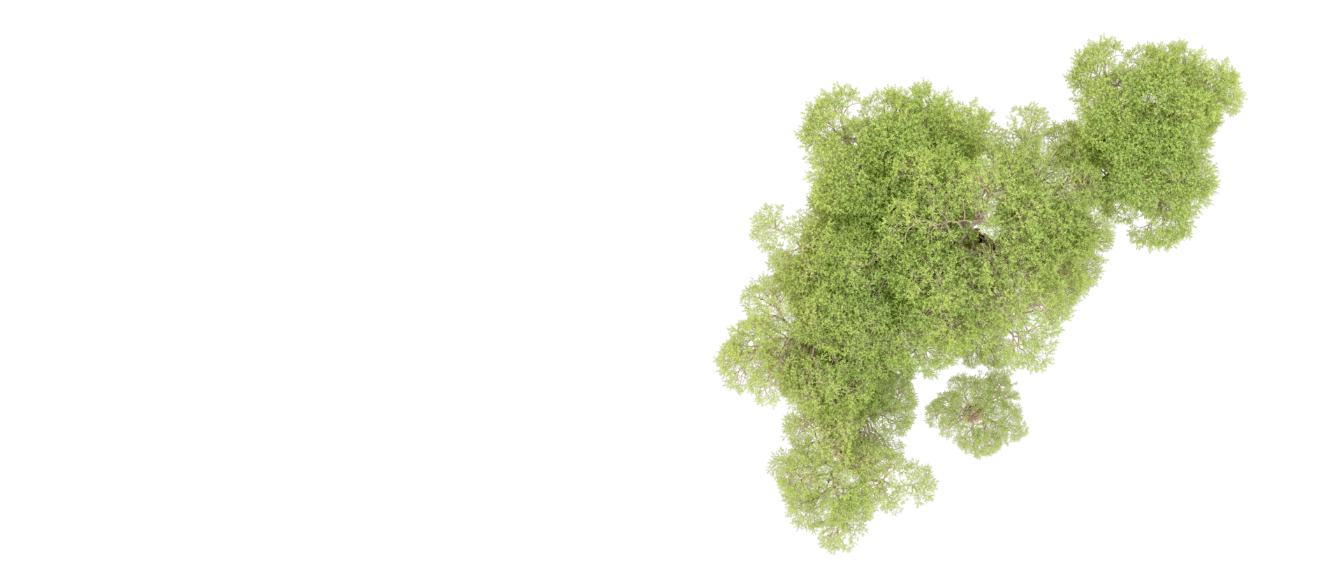 Green forest isolated on background. 3d rendering - illustration png